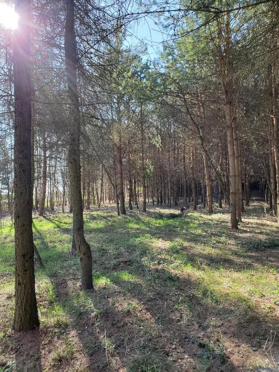 Las przy Rezydencji Jezioro Łabędzie w Białej